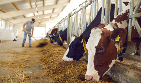 Preparing Your Livestock for Winter: Feed and Shelter Essentials