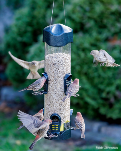 Brome Mega600™ Tube Bird Feeder (2.36 qt / 4 lb - 6 Perches)