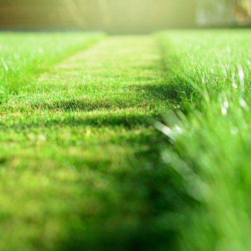 Evans Lawn Mower PE21N675RH