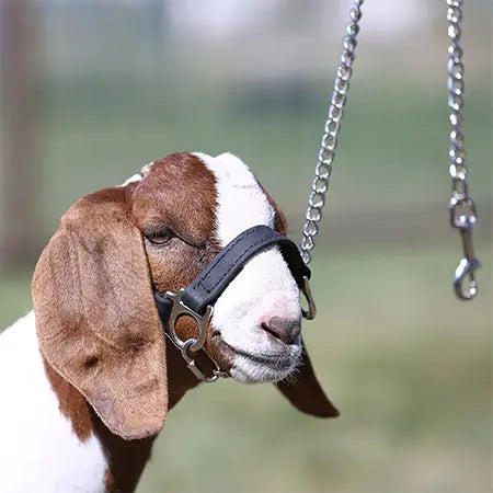 Sullivan Supply First Class Show Halter