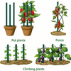 BigTree Garden Stakes 2-6FT Natural Bamboo Plant Stakes