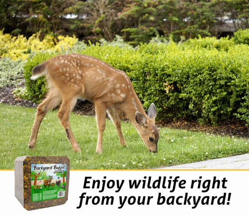 Kalmbach Backyard Buffet® Wildlife Block (20 lbs)